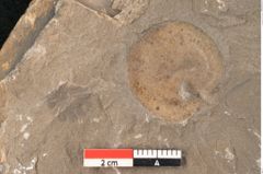 Foto (Detailansicht) von Cyclocarpus sp.  (NHMW-GEO-2024-0188-11156)